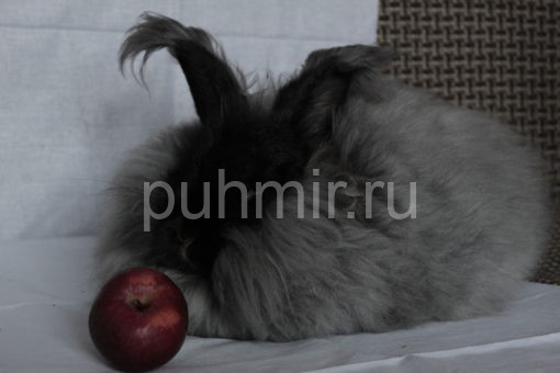 Пух кролика породы Немецкая Ангорка цвет серебро