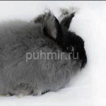 Пух кролика породы Немецкая Ангорка белоснежный